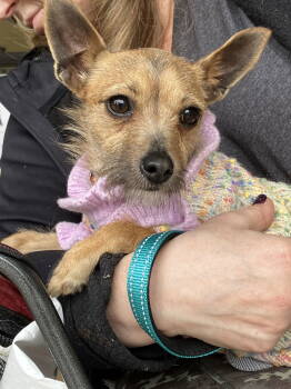 Rescue Cairn Terrier Dogs for Adoption in Napa, California - Ruthie | PetCurious