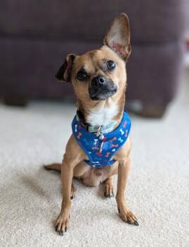 Chihuahua and Mixed Breed Dogs Available for Adoption - Buddy | PetCurious