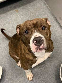 PUDDLES -  Mixed Breed Dog for Adoption in Dallas, Texas - PUDDLES | PetCurious