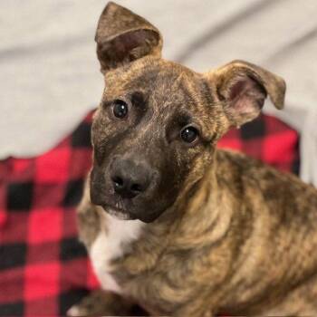 Pit Bull Terrier Dogs Available for Adoption in Burlingame, California - Toby The Puppy! | PetCurious