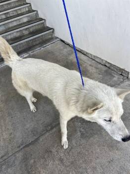 Siberian Husky and Mixed Breed Dogs Available for Adoption in Doral, Florida - MUNECO | PetCurious