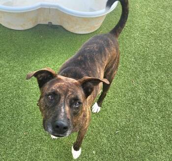 Plott Hound Dogs Available for Adoption - Sassy | PetCurious