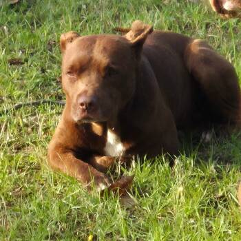 Mixed Breed Dogs Available for Adoption in Columbus, Georgia - 05/11/2026-Stray-CeliaDriveandEmpireStreet-2 | PetCurious