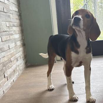 PE6 8423 -  Beagle Dog for Adoption in Loxahatchee Groves, Florida - PE6 8423 | PetCurious