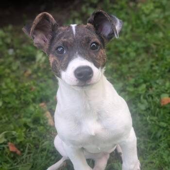 Sister -  Parson Russell Terrier and Mixed Breed Dog for Adoption in Watertown, New York - Sister | PetCurious