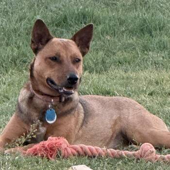 Terrier Dogs Available for Adoption - Rachel | PetCurious