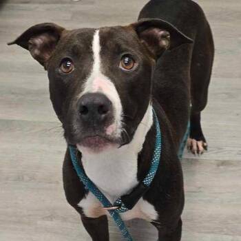 Rescue Pit Bull Terrier Dogs for Adoption in Orange, Virginia - Adelor | PetCurious