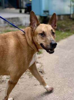 Waldo -  Black Mouth Cur and Mixed Breed Dog for Adoption in New Orleans, Louisiana - Waldo | PetCurious