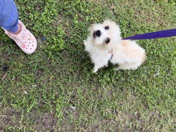 Shih Tzu Dogs Available for Adoption in Louise, Texas - Ceasar | PetCurious