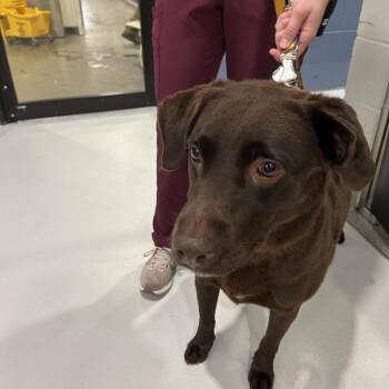 Maizy -  Chocolate Labrador Retriever Dog for Adoption in Kennebunk, Maine - Maizy | PetCurious
