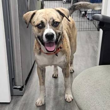 Shepherd and Boxer Dogs Available for Adoption in Corpus Christi, Texas - Kermit | PetCurious