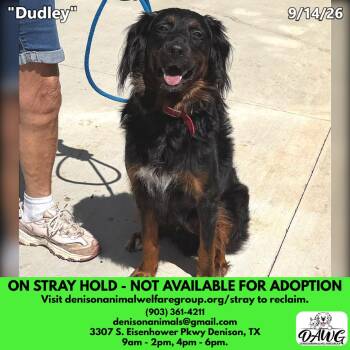 Dudley -  Australian Shepherd and Mixed Breed Dog for Adoption in Denison, Texas - Dudley | PetCurious