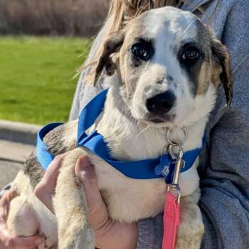 Beagle and Mixed Breed Dogs Available for Adoption in Campton Hills, Illinois - Sierra | PetCurious