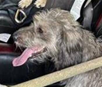 BETA -  Terrier Dog for Adoption in San Antonio, Texas - BETA | PetCurious