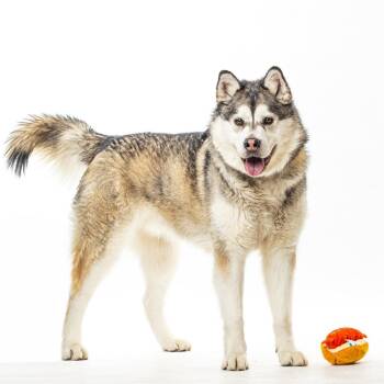 Siberian Husky and Alaskan Malamute Dogs Available for Adoption - Loki | PetCurious