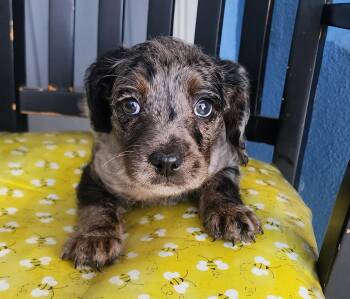 French Bulldog and Standard Poodle Dogs Available for Adoption - Kira | PetCurious