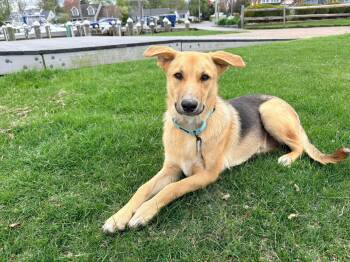 German Shepherd Dog Dogs Available for Adoption - Sassafras | PetCurious