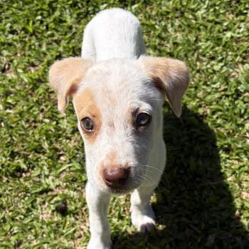 Nugget -  Mixed Breed Dog for Adoption in Keaau, Hawaii - Nugget | PetCurious