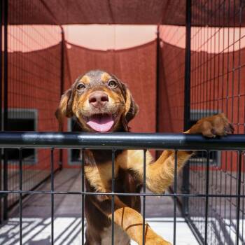Rai -  Mixed Breed Dog for Adoption in Bradenton, Florida - Rai | PetCurious