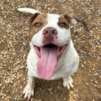 Sweetie -  Pit Bull Terrier Dog for Adoption in Birmingham, Alabama - Sweetie | PetCurious