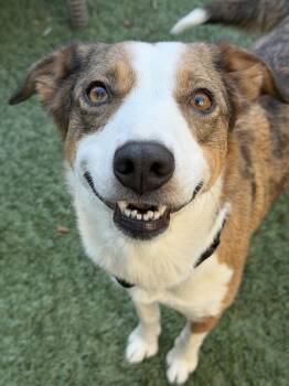 Lady -  Border Collie Dog for Adoption in Sunnyvale, California - Lady | PetCurious