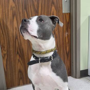 Mixed Breed Dogs Available for Adoption in Binghamton, New York - Nevada | PetCurious