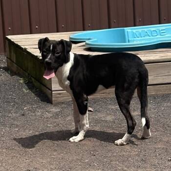 Ranger -  Terrier and American Staffordshire Terrier Dog for Adoption in Quakertown, Pennsylvania - Ranger | PetCurious