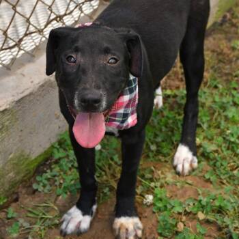 Paradise -  Labrador Retriever Dog for Adoption in Beaumont, Texas - Paradise | PetCurious