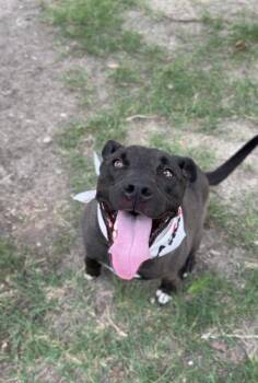 Remi -  Hound Dog Available for Adoption in New Braunfels, Texas - Remi | PetCurious