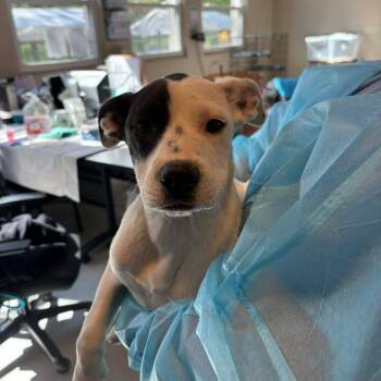 Mixed Breed Dogs Available for Adoption in Huntington, West Virginia - Piper | PetCurious