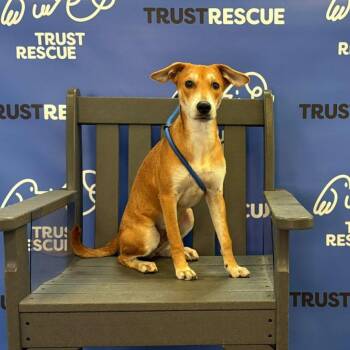PERRY -  Terrier and Mixed Breed Dog for Adoption in Waterford, New Jersey - PERRY | PetCurious
