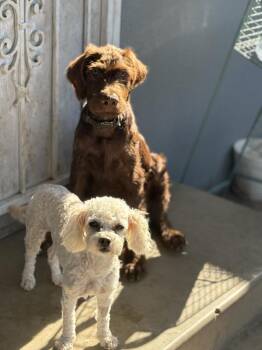 Audrey -  Poodle Dog for Adoption in San Diego, California - Audrey | PetCurious