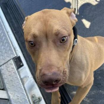 Ralo -  Pit Bull Terrier and Mixed Breed Dog for Adoption in Bristol, Indiana - Ralo | PetCurious