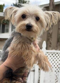 Milo -  Yorkshire Terrier Dog for Adoption in Yuba City, California - Milo | PetCurious