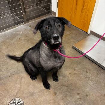 Loki -  Black Labrador Retriever and German Shepherd Dog Dog for Adoption in Ottawa, Kansas - Loki | PetCurious