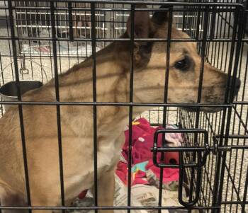 Labrador Retriever and Catahoula Leopard Dog Dogs Available for Adoption - Blaze | PetCurious