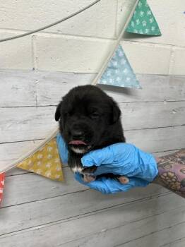 Labrador Retriever and Mixed Breed Dogs Available for Adoption - MELON | PetCurious