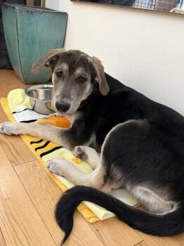 Penelope -  Golden Retriever Dog for Adoption in Pleasant Hill, California - Penelope | PetCurious
