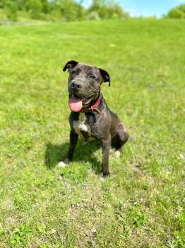 Zeus -  Staffordshire Bull Terrier Dog Available for Adoption in Hudson, New York - Zeus | PetCurious