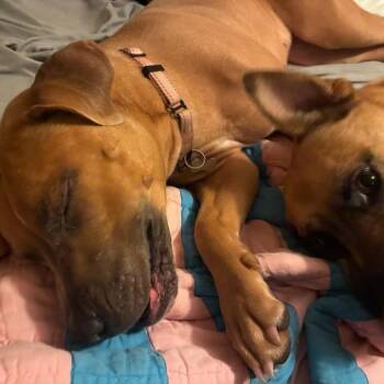 Peaches -  Mixed Breed Dog for Adoption in West Olive, Michigan - Peaches | PetCurious