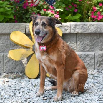 Bella -  German Shepherd Dog Dog for Adoption in Wake Forest, North Carolina - Bella | PetCurious