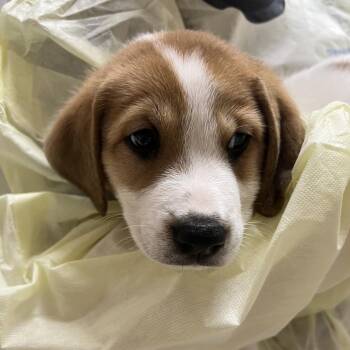 Green screen -  Treeing Walker Coonhound Dog for Adoption in Pekin, Illinois - Green Screen | PetCurious