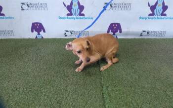 SUNNY -  Chihuahua and Mixed Breed Dog for Adoption in Orlando, Florida - SUNNY | PetCurious