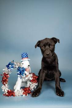 530-26 -  Labrador Retriever Dog for Adoption in Brighton, Colorado - 530-26 | PetCurious