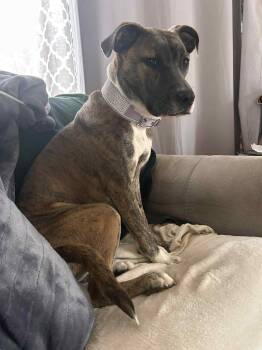Rescue American Staffordshire Terrier Dogs for Adoption in Salem, New Hampshire - Icy | PetCurious