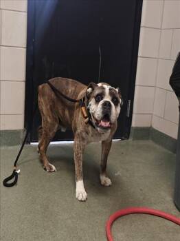 OPIE -  English Bulldog and Mixed Breed Dog for Adoption in Santa Fe, New Mexico - OPIE | PetCurious