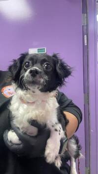61769556 -  Mixed Breed Dog for Adoption in El Paso, Texas - 61769556 | PetCurious