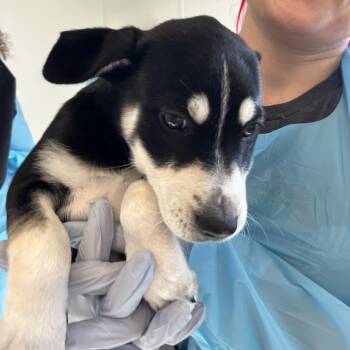 Shepherd and Mixed Breed Dogs Available for Adoption in Nashville, Tennessee - Chevonne | PetCurious