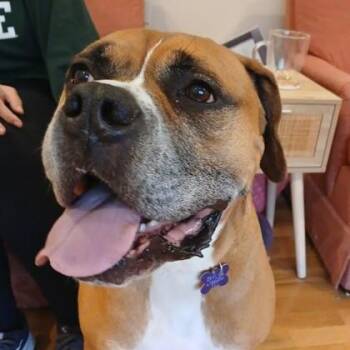 Chewy -  Mixed Breed Dog for Adoption in Lansing, Michigan - Chewy | PetCurious