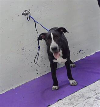 JULIET -  Staffordshire Bull Terrier and Mixed Breed Dog for Adoption in Houston, Texas - JULIET | PetCurious
